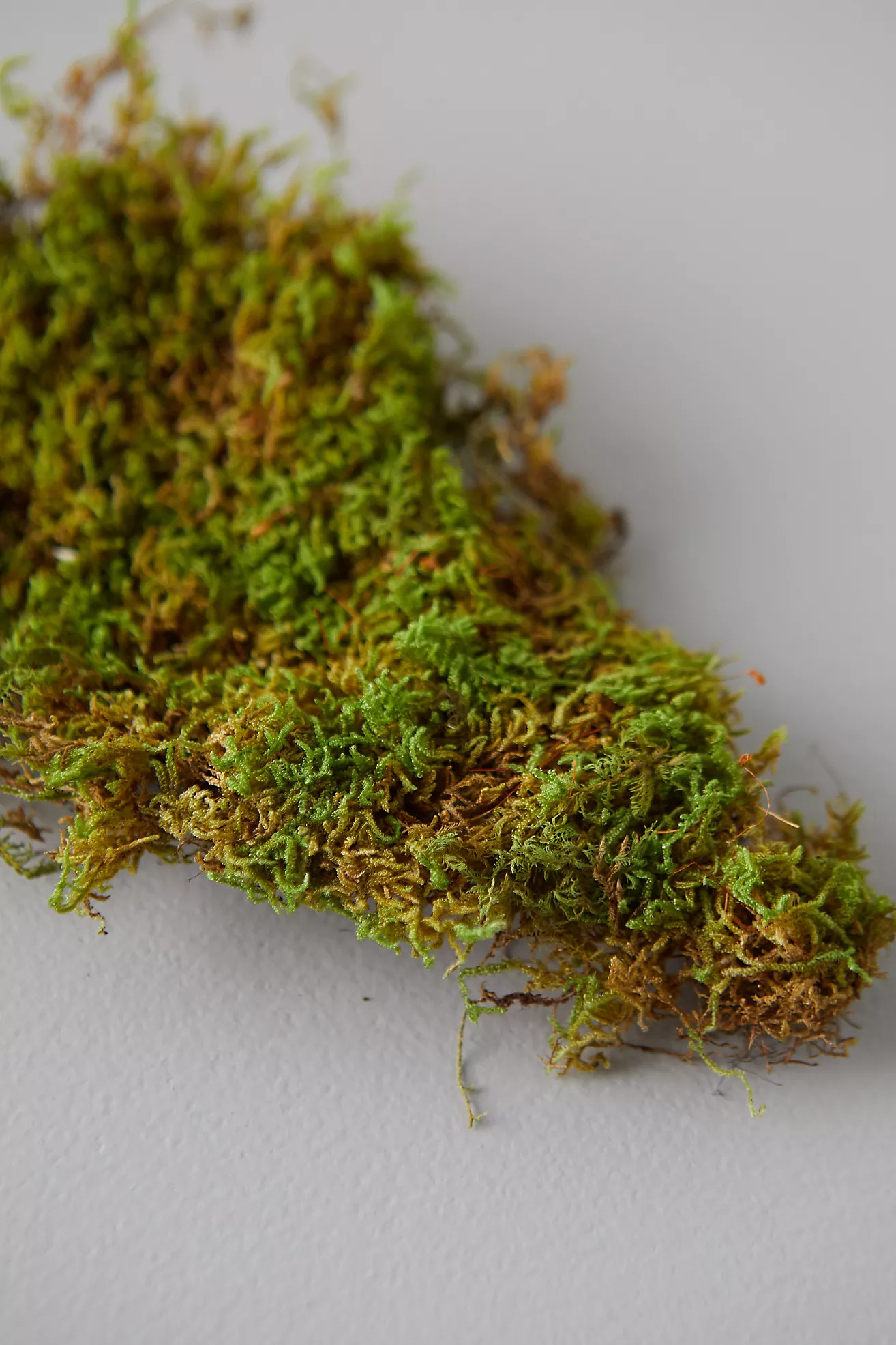 Preserved Sheet Moss | Terrain