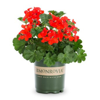 Monrovia Assorted colors Geranium in 2 Quart(s) Pot 1 -Pack | Lowe's