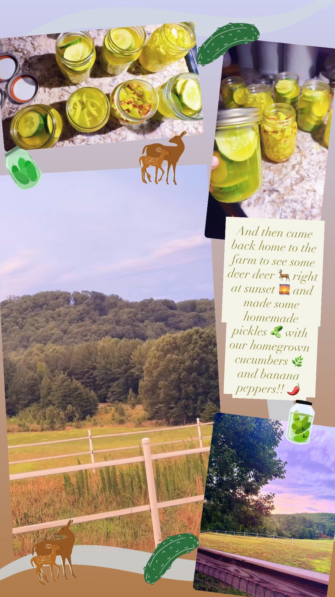And then came back home to the farm to see some deer deer 🦌 right at sunset 🌅 and made some homemade pickles 🥒 with our homegrown cucumbers 🌿 and banana peppers!! 🌶️