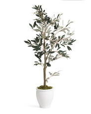 4ft Olive Tree In Ceramic Pot | TJ Maxx