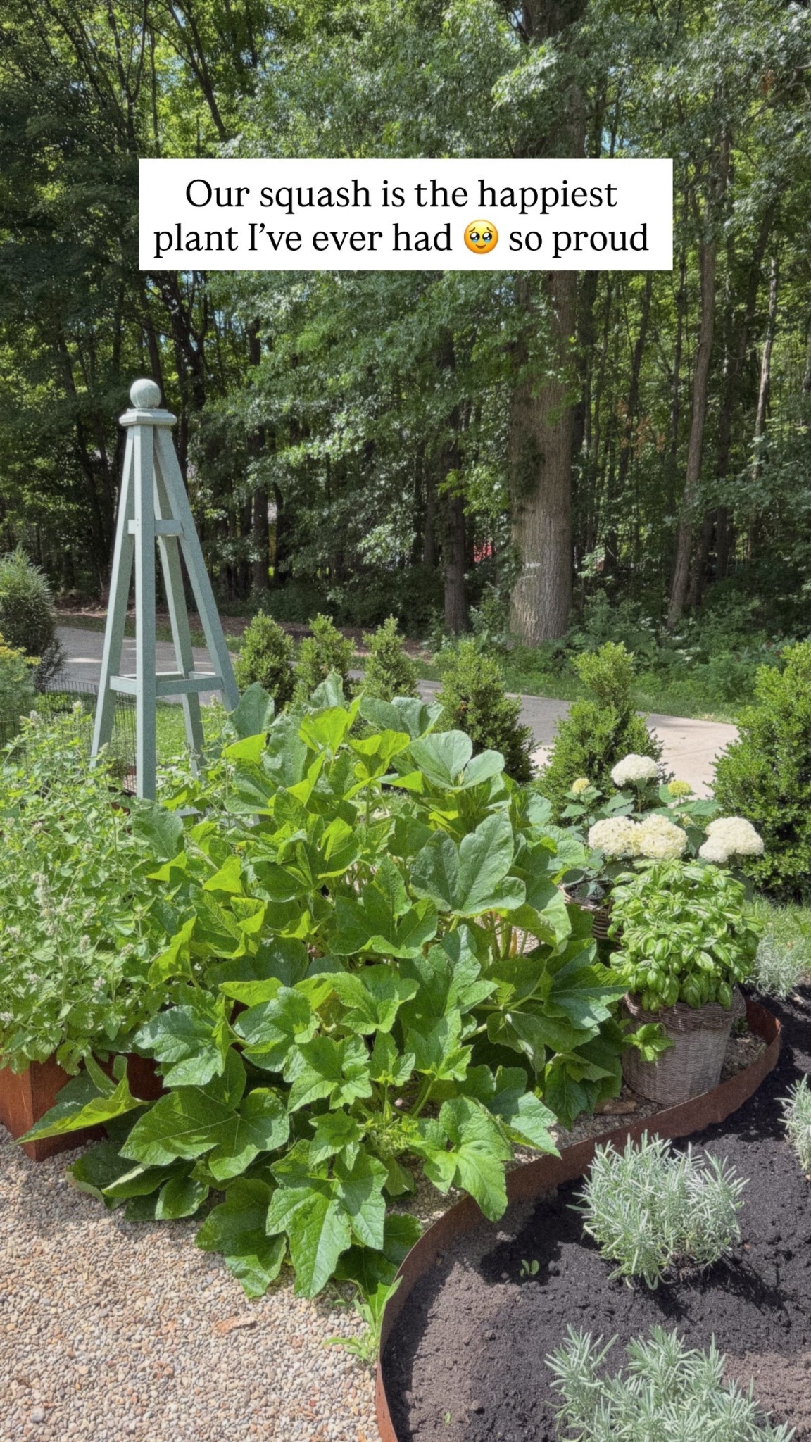 Our squash is the happiest plant I’ve ever had 🥹 so proud

#LTKHome #LTKfoodie #LTKSeasonal