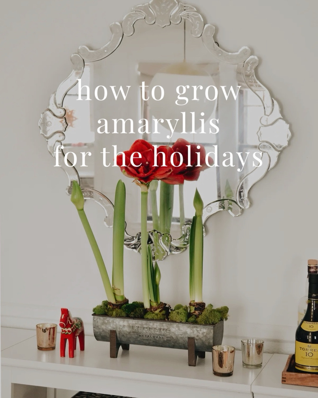 Planting Amaryllis for the holidays has become a tradition over here! They’re easy to grow—believe me, if I can do it, you can do it! Here’s the scoop👆on how and when to plant so you have those beautiful trumpet blooms in time for Christmas. 
Most garden centers have amaryllis bulbs beginning in November, (like Bachman’s and Tangletown Gardens, if you’re local). Look for firm bulbs with lots of roots at the bottom. And whatever you do, don’t buy them on Amazon (obviously). 😄 I did that one year because I needed them early, and it didn’t go well. Happy blooming, my friends! 

#LTKSeasonal #LTKHome #LTKHoliday