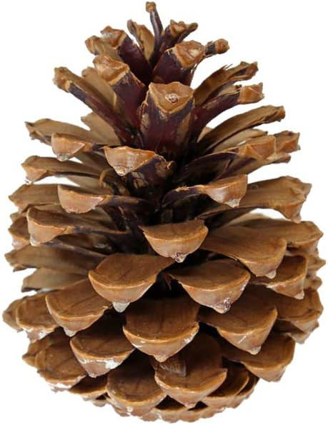 24 Pcs 2.5 inch - 3.5 inch Ponderosa Pine Cones for Crafts Wedding Displays Home Party Decoration... | Amazon (CA)
