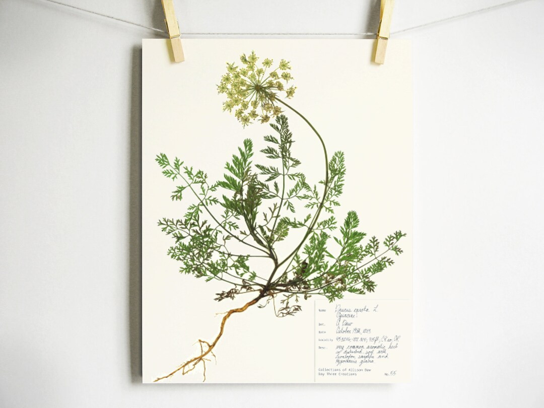 Queen Anne's Lace Print; Pressed Flower Wall Art Wildflower Art Wild Carrot Herbarium Specimen Pr... | Etsy (US)