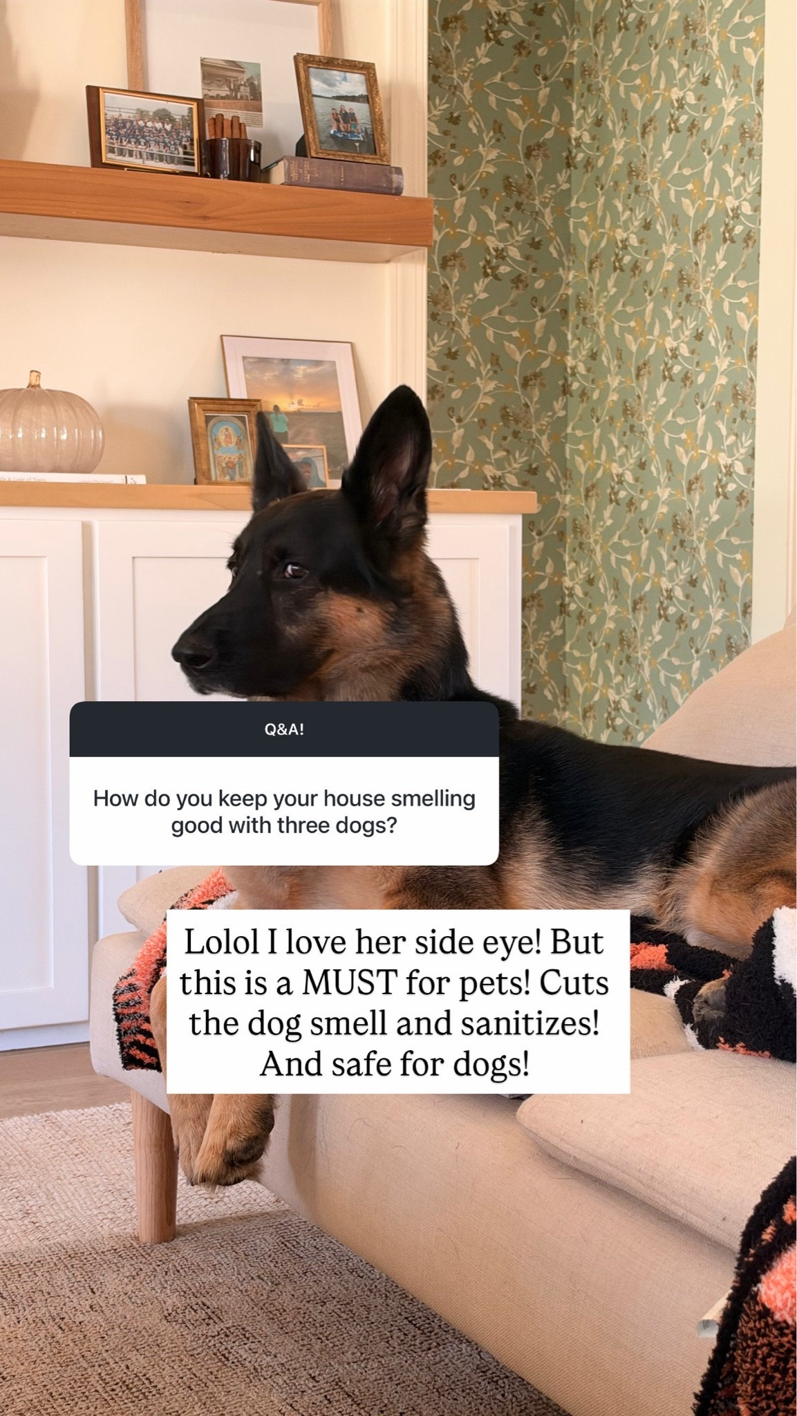 Dog must have!