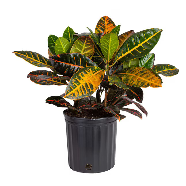 Costa Farms Croton Petra House plant in 10 Inch(es) Pot 1 -Pack Lowes.com | Lowe's