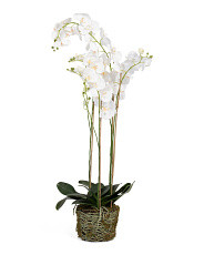44in Phalaenopsis Drop In Orchid | Marshalls