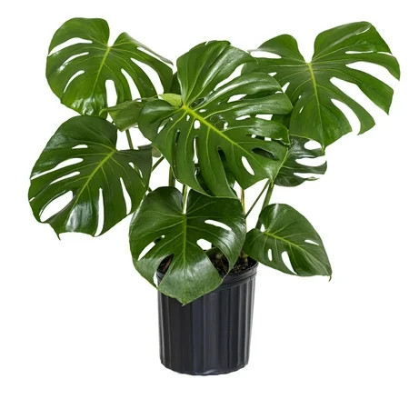 Monstera Deliciosa Live Indoor Plant in 10-inch Grower Pot, Medium to Bright Light by United Nursery | Walmart (US)