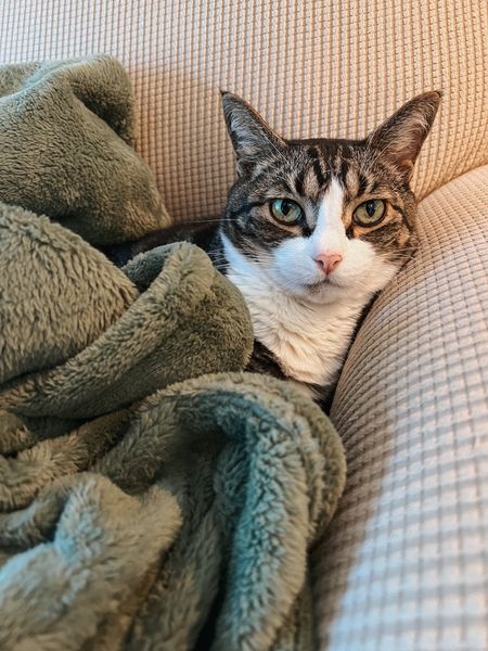 Florida cat pro tip for winter: look sad and cold so humom will tuck you in with the super soft new fleece blanket. Your day will be all set from there! 😻❄️⛄️

#LTKfamily #LTKSeasonal #LTKhome