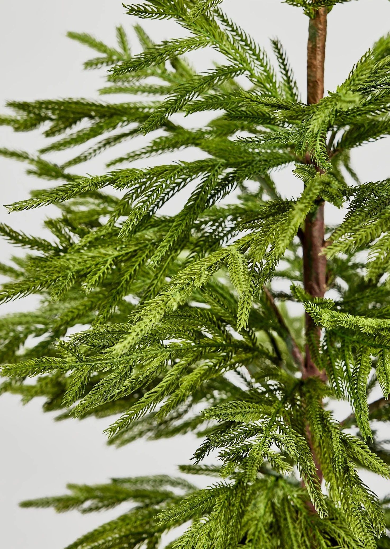 Real Touch Potted Norfolk Pine Tree | Afloral | Afloral