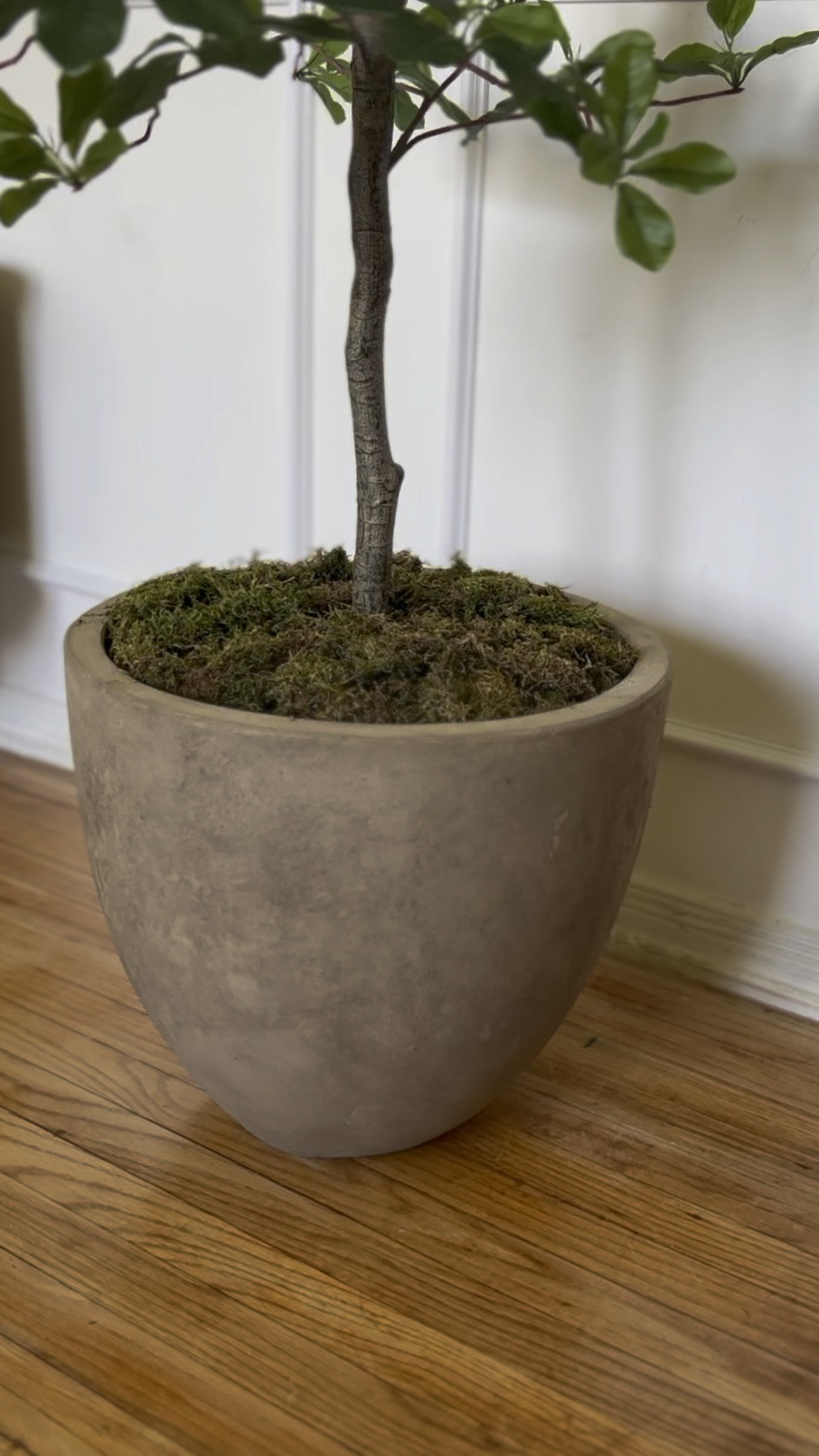 DIY Organic Planter Pot! Super easy diy to get that earthy stone look without spending a fortune! 

#LTKhome #LTKfamily 

#LTKVideo