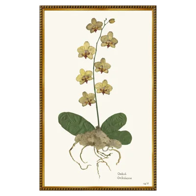 Orchid II | Wayfair North America
