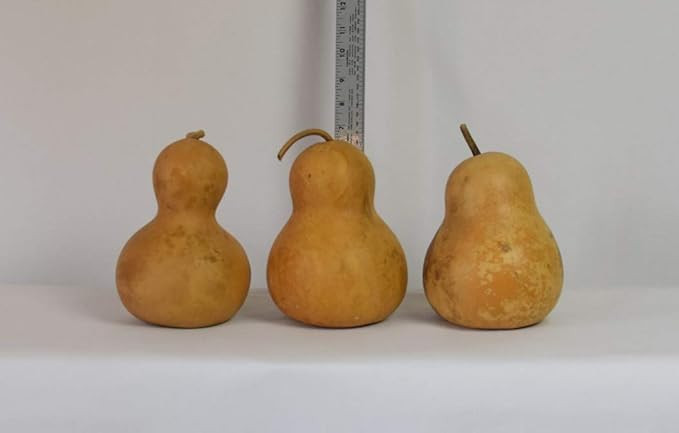Box of 3 Dried Bottle Gourds - 5" Diameter | Amazon (US)