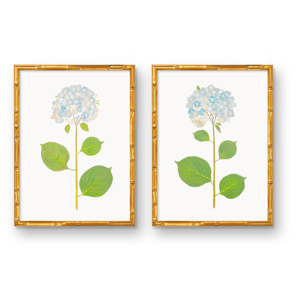 Live Real Hydrangea Art Prints | Multiple Sizes Available | Wholesale | Urban Garden Prints