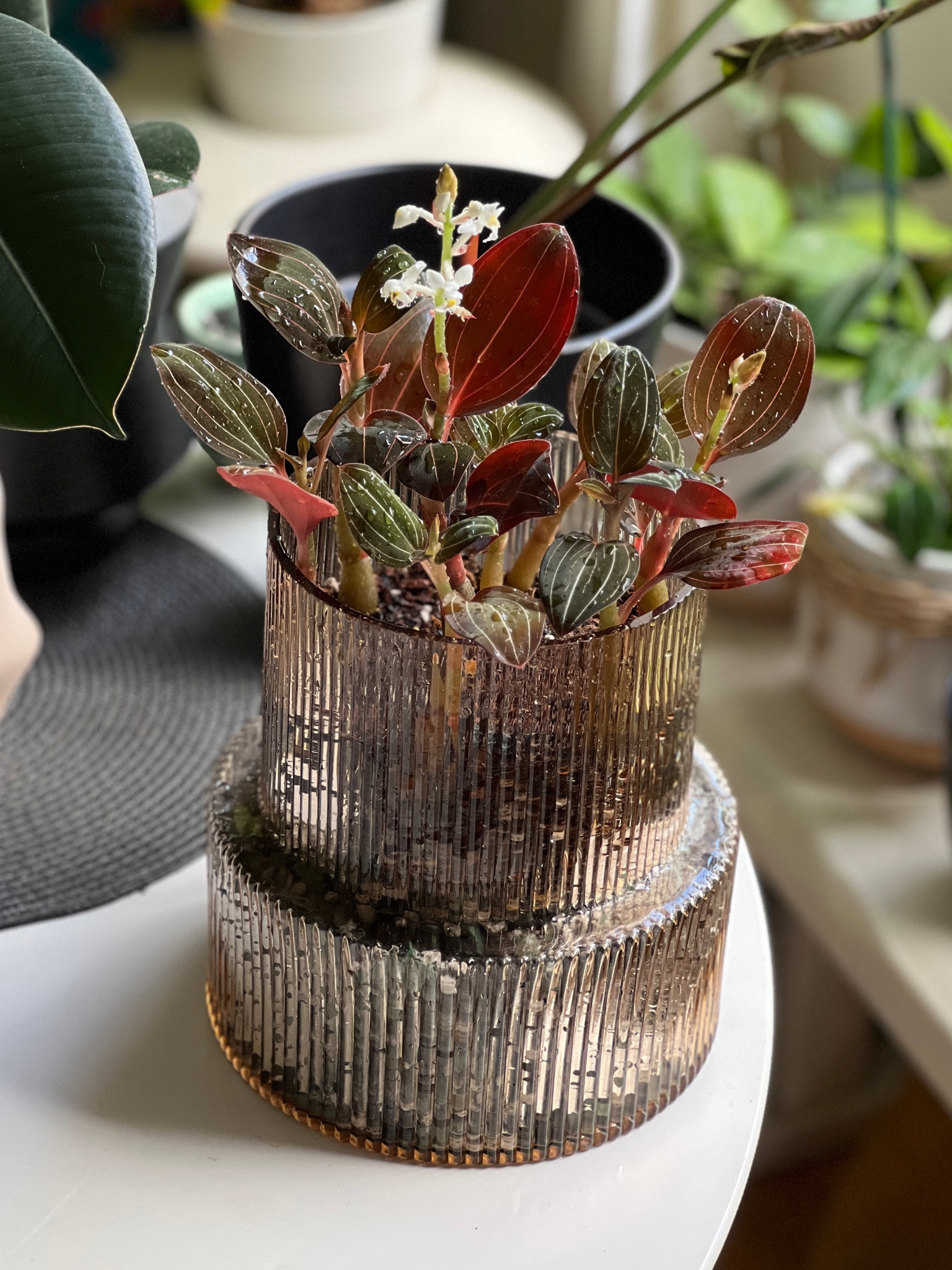 Jewel Orchid Terrarium 

#LTKunder100 #LTKhome #LTKunder50