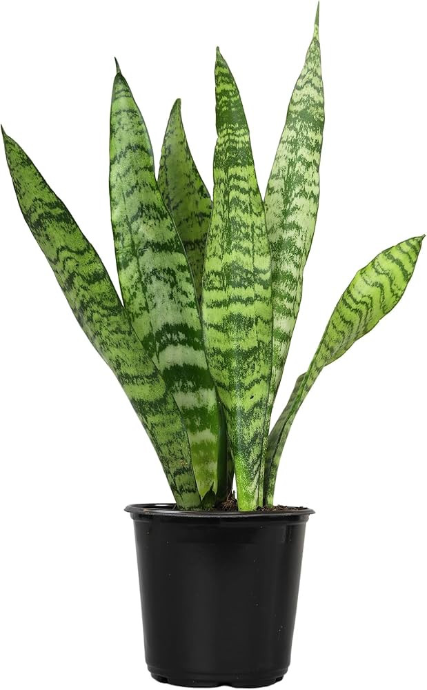 Live Snake Plant, Sansevieria Zeylanica, Indoor House Plant in Pot, Mother in Law Tongue Sansevie... | Amazon (US)