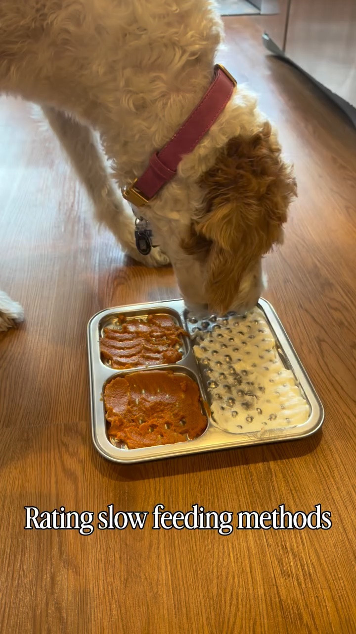Not all feeders are created equal! But slow feeding is crucial for gut health and we’ve tested them all. Check out these feeders! #ltkpets #doodlechaos #doodlesbeingdoodles #goldendoodlelove #funnydogenergy #relatabledog

#LTKstorytime