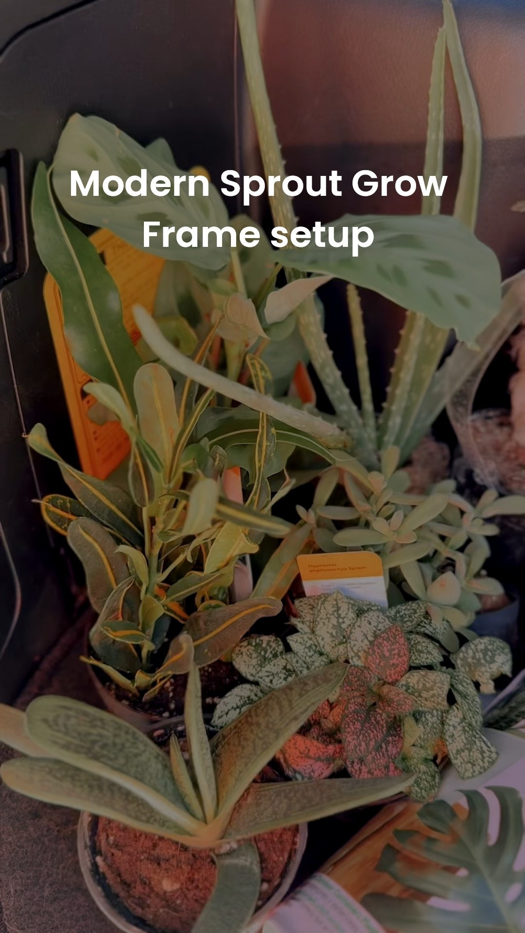 Such a fun way to add more plants to even the darkest corners of your house with this chic smart grow frame!

#plants 

#LTKGiftGuide #LTKStyleTip #LTKHome