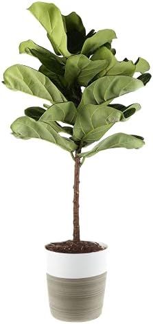 Costa Farms Live Indoor Ficus Lyrata, Fiddle Leaf Fig Tree - Floor Plant - Fresh From Our Farm, 4-Fe | Amazon (US)