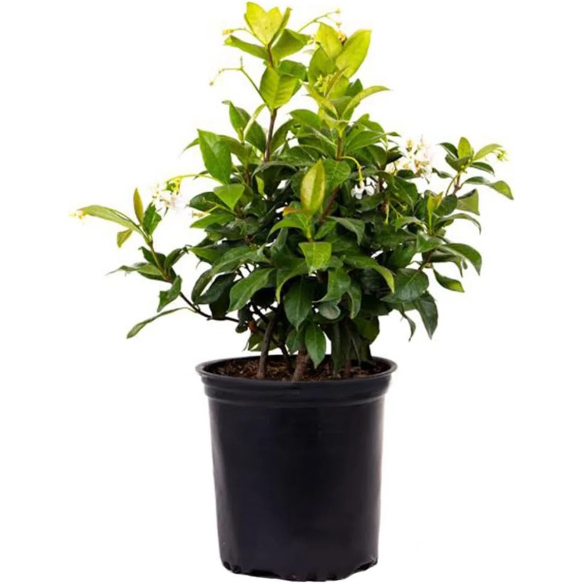 American Plant Exchange Live Flowering Jasmine Plant, 6-Inch Pot | Wayfair North America