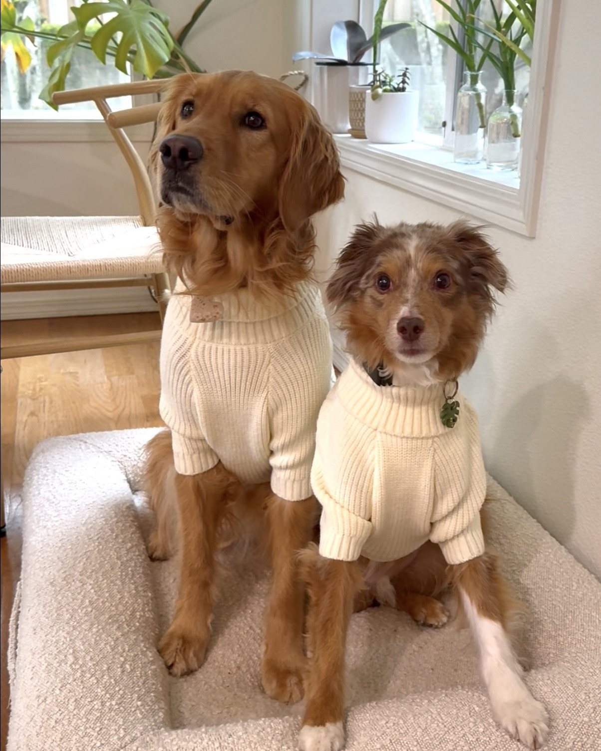 The cutest winter dog sweater on sale for Black Friday!! 🐶🥰 

Ayce is in size Large (28lbs)
Aria is in size 2XL (48 lbs) 