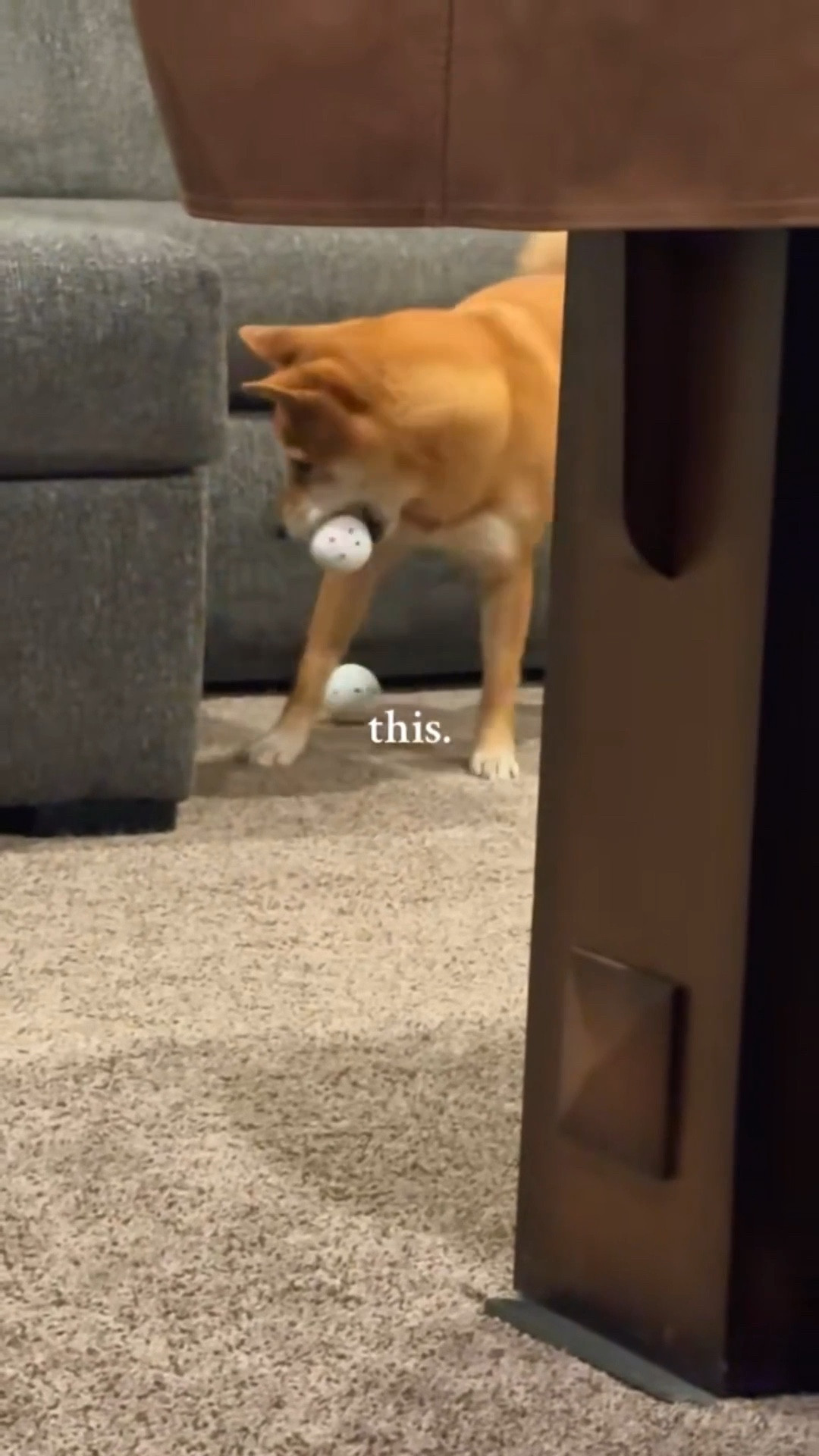 Doggo-approved gift 🎾✨ You’re pup’s been begging for this (or at least to play fetch), now you can deliver. 💞 Perfect for furry friends and holiday gifting. 🐾

#LTKSaleAlert #LTKHoliday #LTKGiftGuide