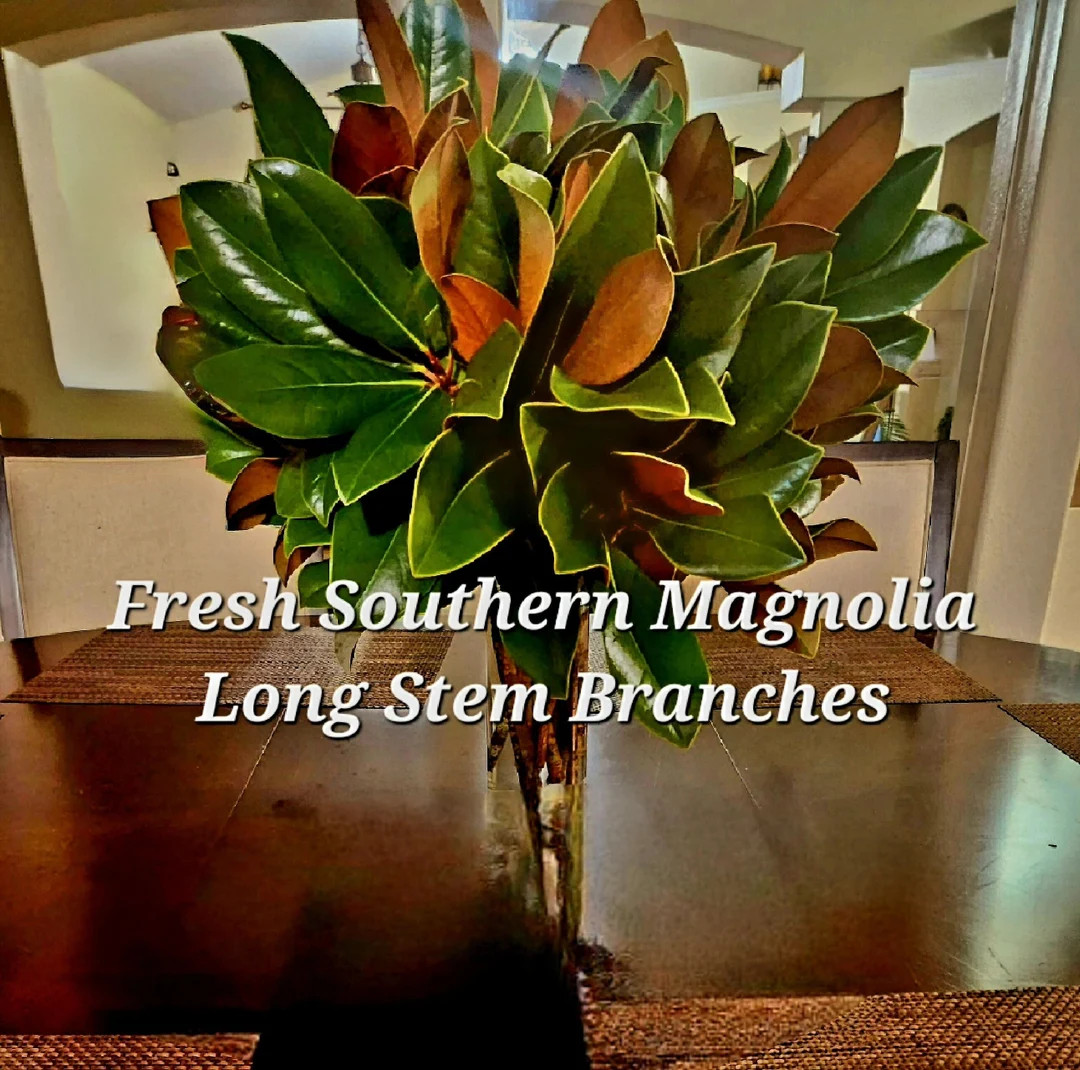 Live Southern Magnolia Branches - Premium EXTRA Long 18-22" Stems, Cut Fresh to Order, Bouquets W... | Etsy (US)