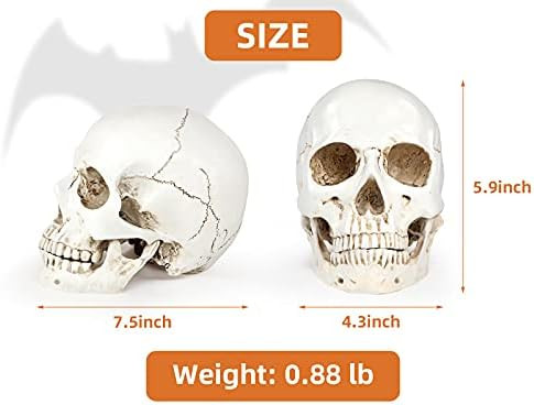 Realistic Life Size Human Skull Model Scary Halloween Skeleton Skull Decor Graveyard Outdoor Hall... | Amazon (US)