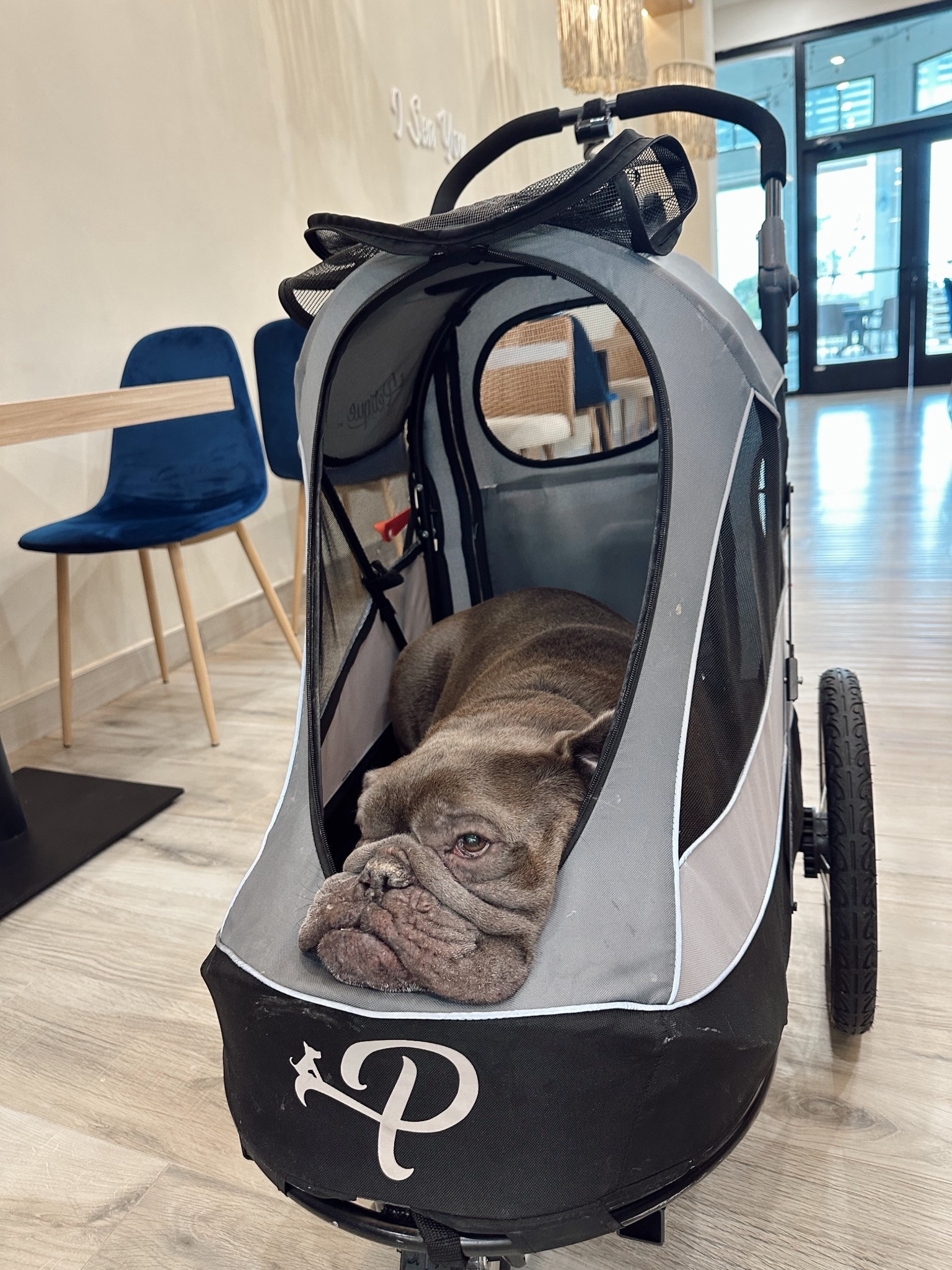 Dog stroller 

#LTKBaby #LTKmomlife #LTKHome