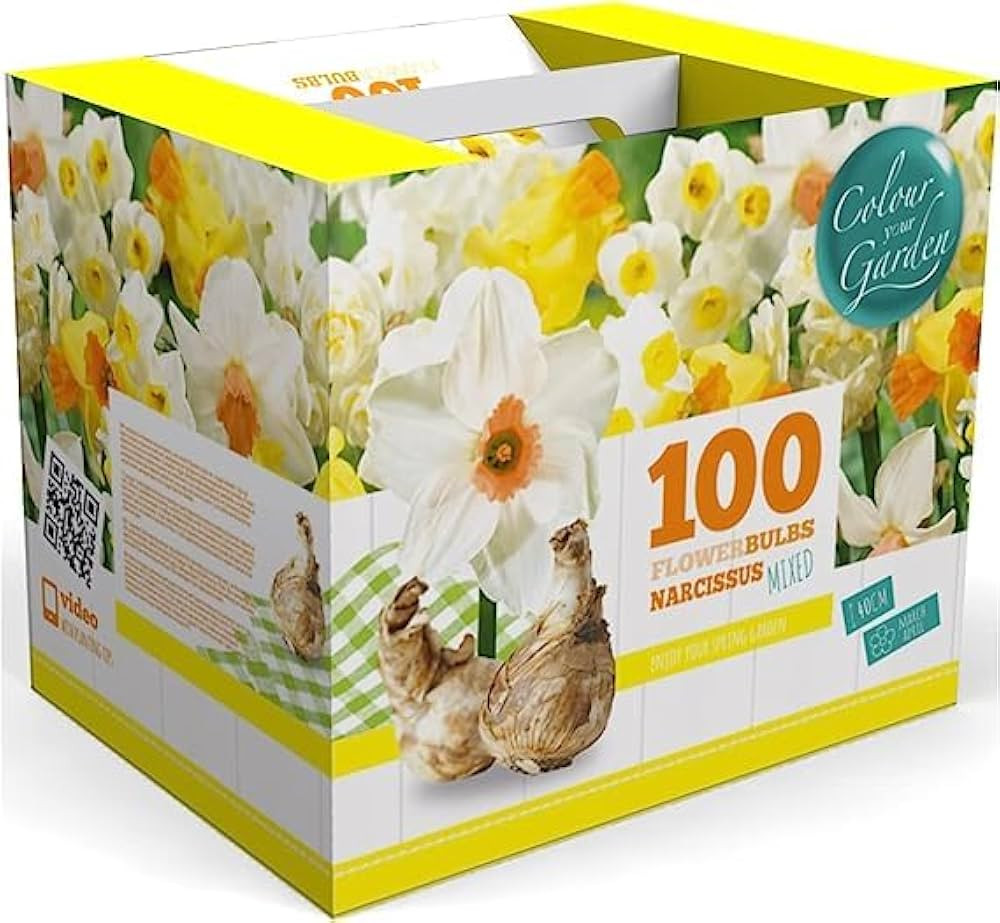 100 Narcissus Daffodil Mix Flower Bulb Box with Easy Carry Handle - White & Yellow Colors - Weeks... | Amazon (US)
