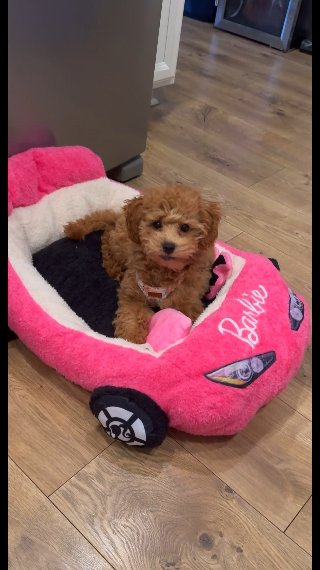 Soooo cute!! I love this dog bed from Amazon SO much💗

#LTKHome #LTKmomlife #LTKdayinmylife