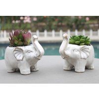 Live Potted Succulent in Ceramic Elephant Planter, Elephant, Teacher Gift, Hostess Housewarming Gift | Etsy (US)