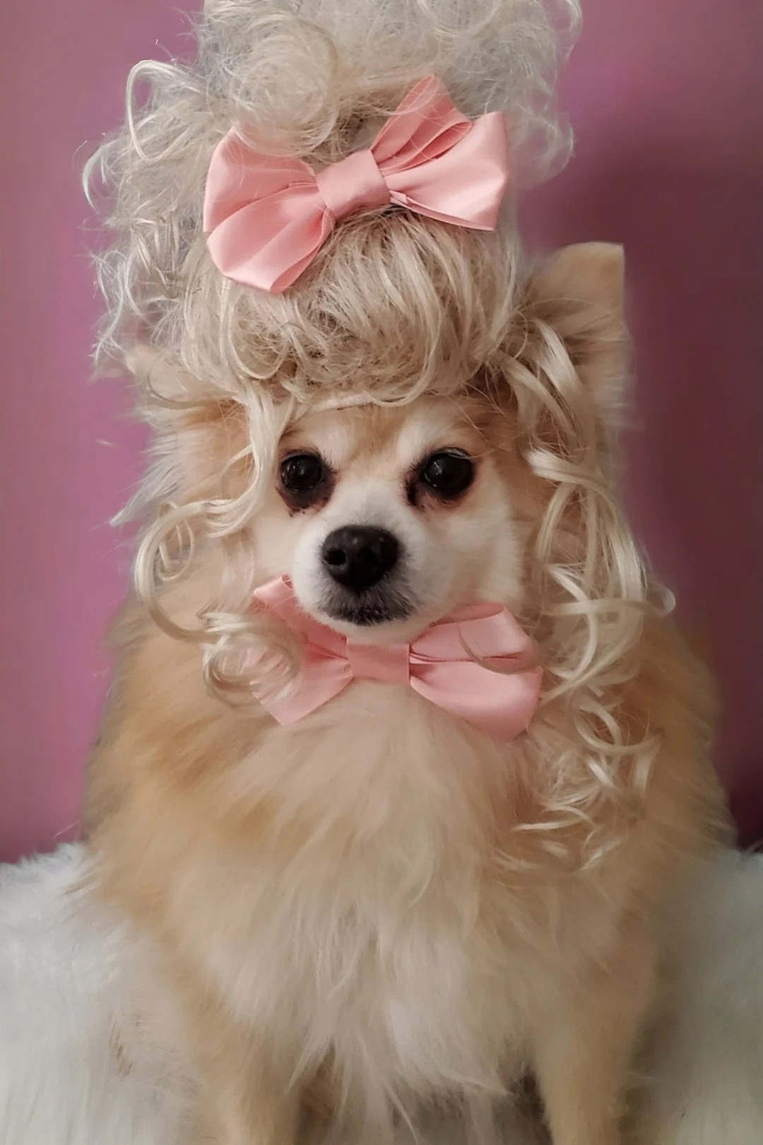 Marie Antoinette Wig Blond Color for Dog or Cat/ Halloween Dog Wig / Costume Dog Wig /cat Costume... | Etsy (US)