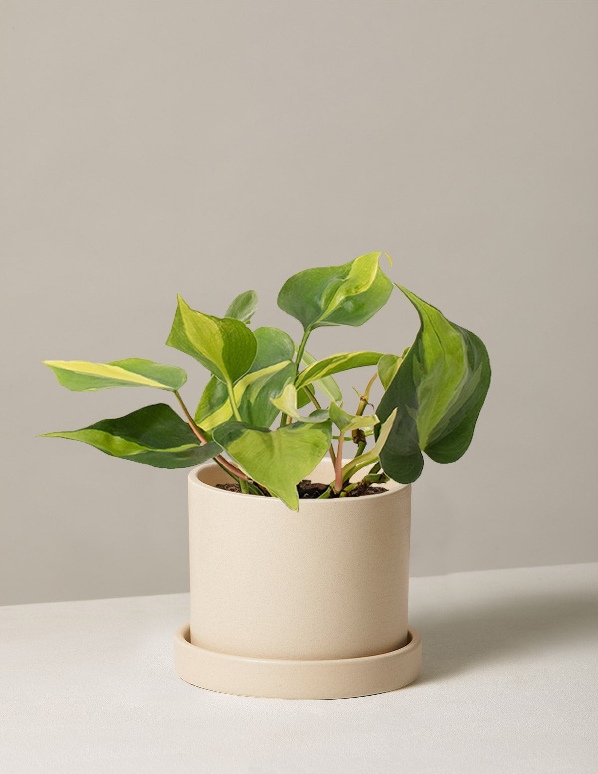Philodendron Brasil
    $46 | The Sill