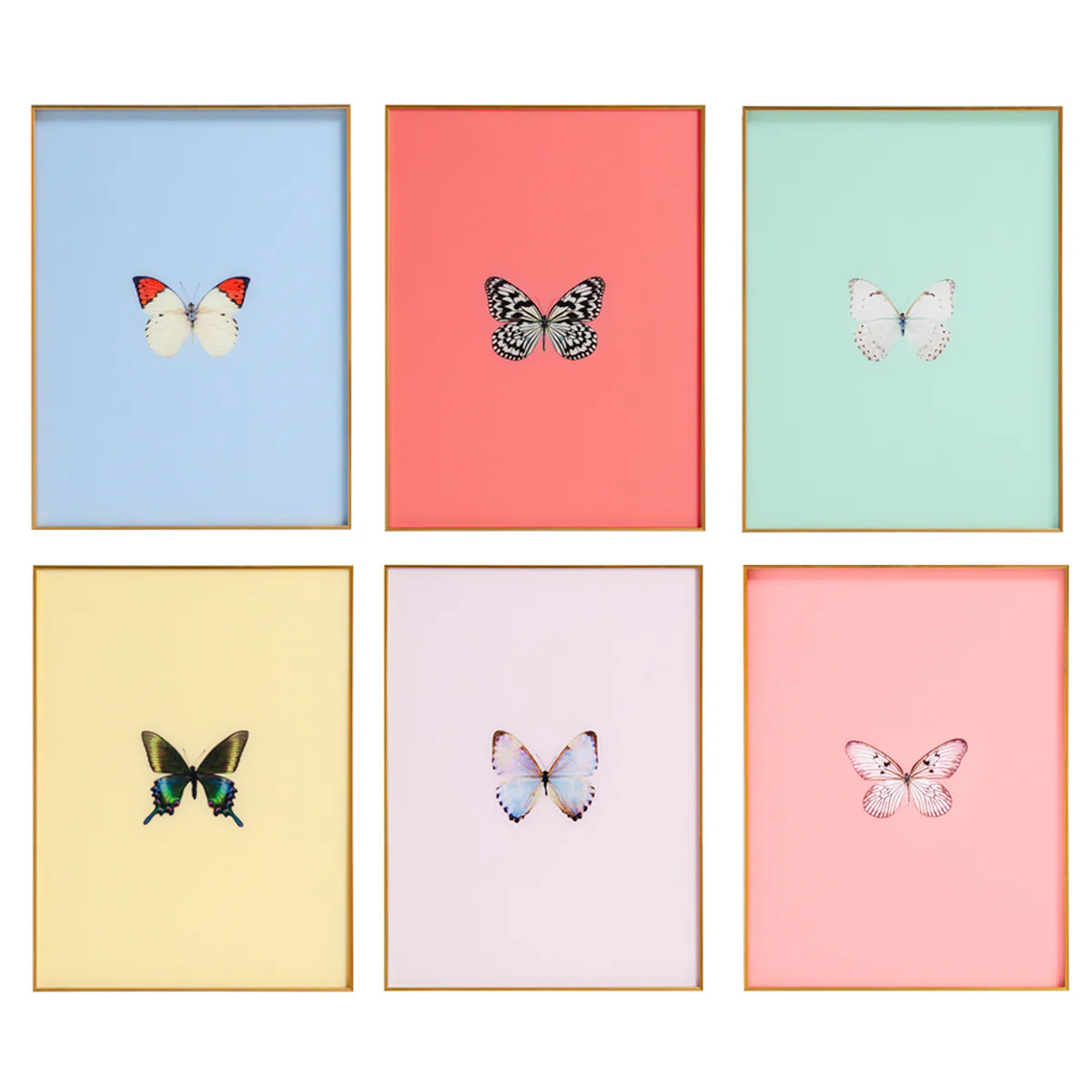 Framed Butterfly Print - Set of 6 | Printed Wall Art | Scout Design Studio