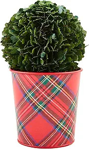 Mud Pie Small Boxwood Tartan Botanical Potted, Dark Green | Amazon (US)