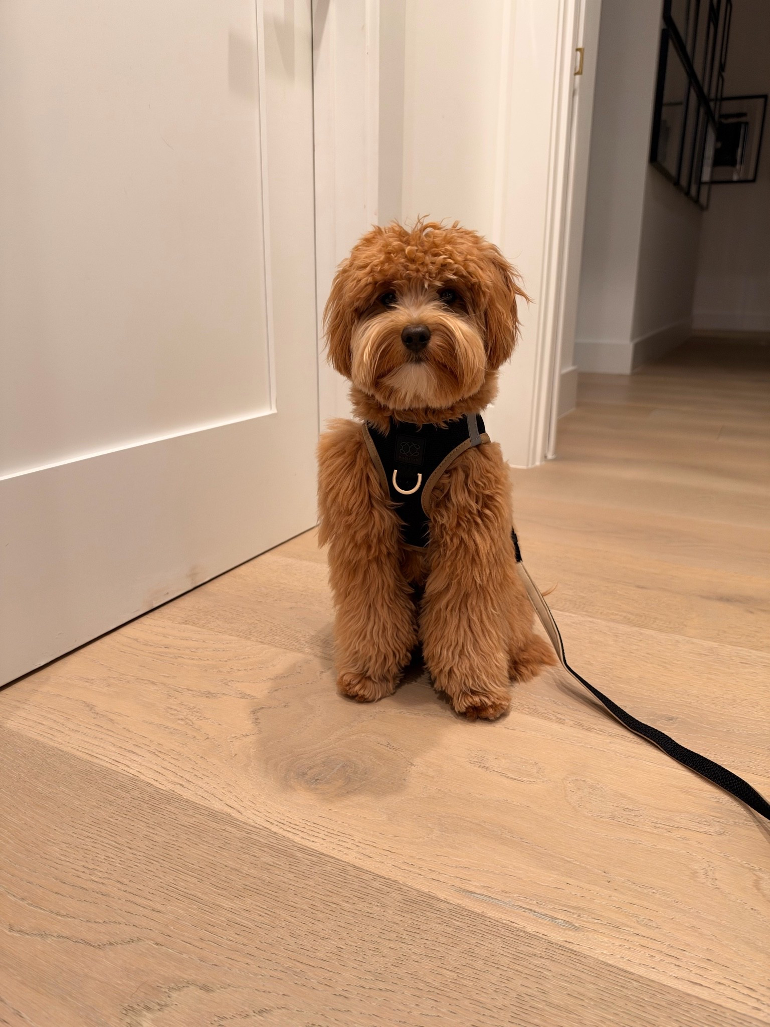 Remy's favorite harness & leash sets! Remy is in a medium for size reference!