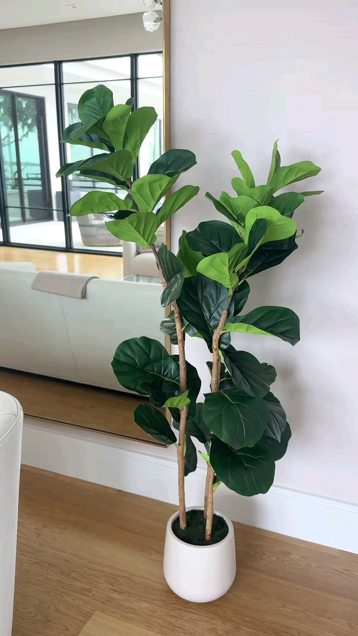 This plant doesn’t need watering... just a little admiration 🌿💫 #HomeVibesOnly #PlantLoverStyle #FauxButFabulous

#LTKHome #LTKSaleAlert #LTKFindsUnder50