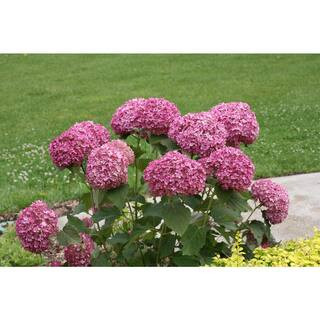 4.5 in. Qt. Invincibelle Mini Mauvette Smooth Hydrangea (Hydrangea arborescens) Live Shrub, Pink ... | The Home Depot