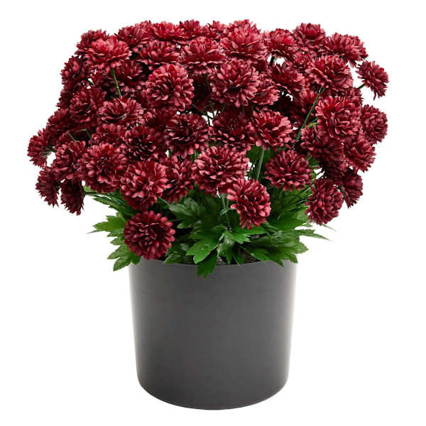 Burgundy Mum Arrangement, 16" | At Home