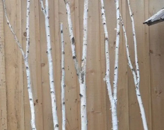 Birch Forked Poles (One Pole) | Etsy (US)