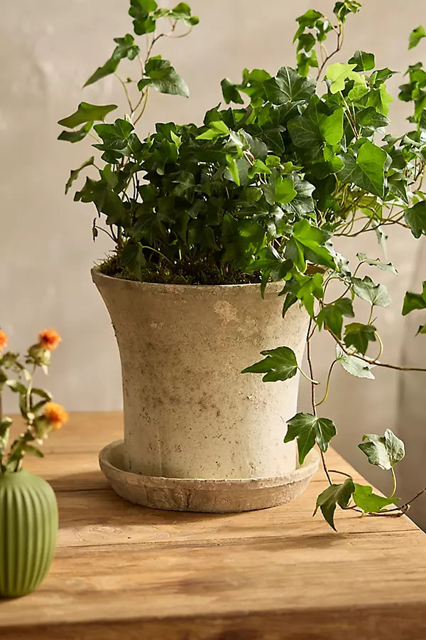 Earth Fired Clay Cylinder Pot + Saucer Set | Anthropologie (US)