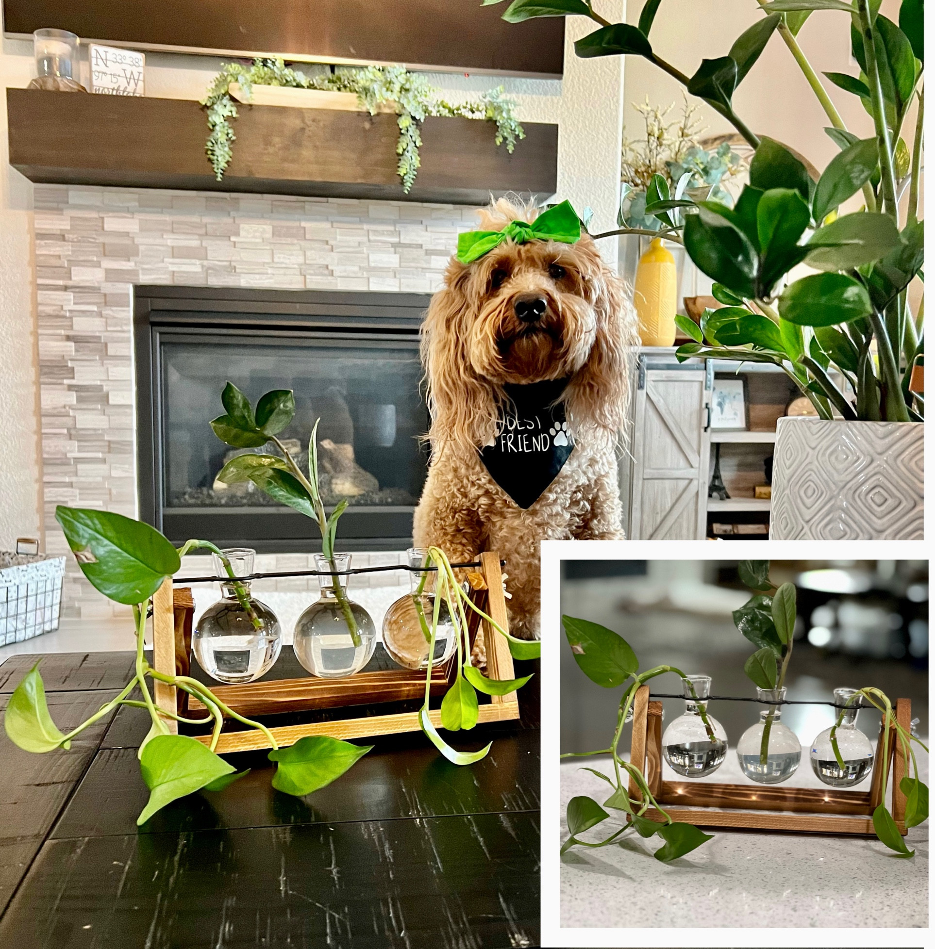 Plant Terrarium, Plant Propagation Station with Wooden Stand. Love this stylish way to propagate plants at home.

#LTKsalealert #LTKFind #LTKhome