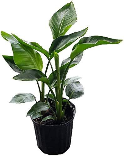 American Plant Exchange White Bird of Paradise Real Live Plant, 10" 3G Pot, Indoor Outdoor, White... | Amazon (US)