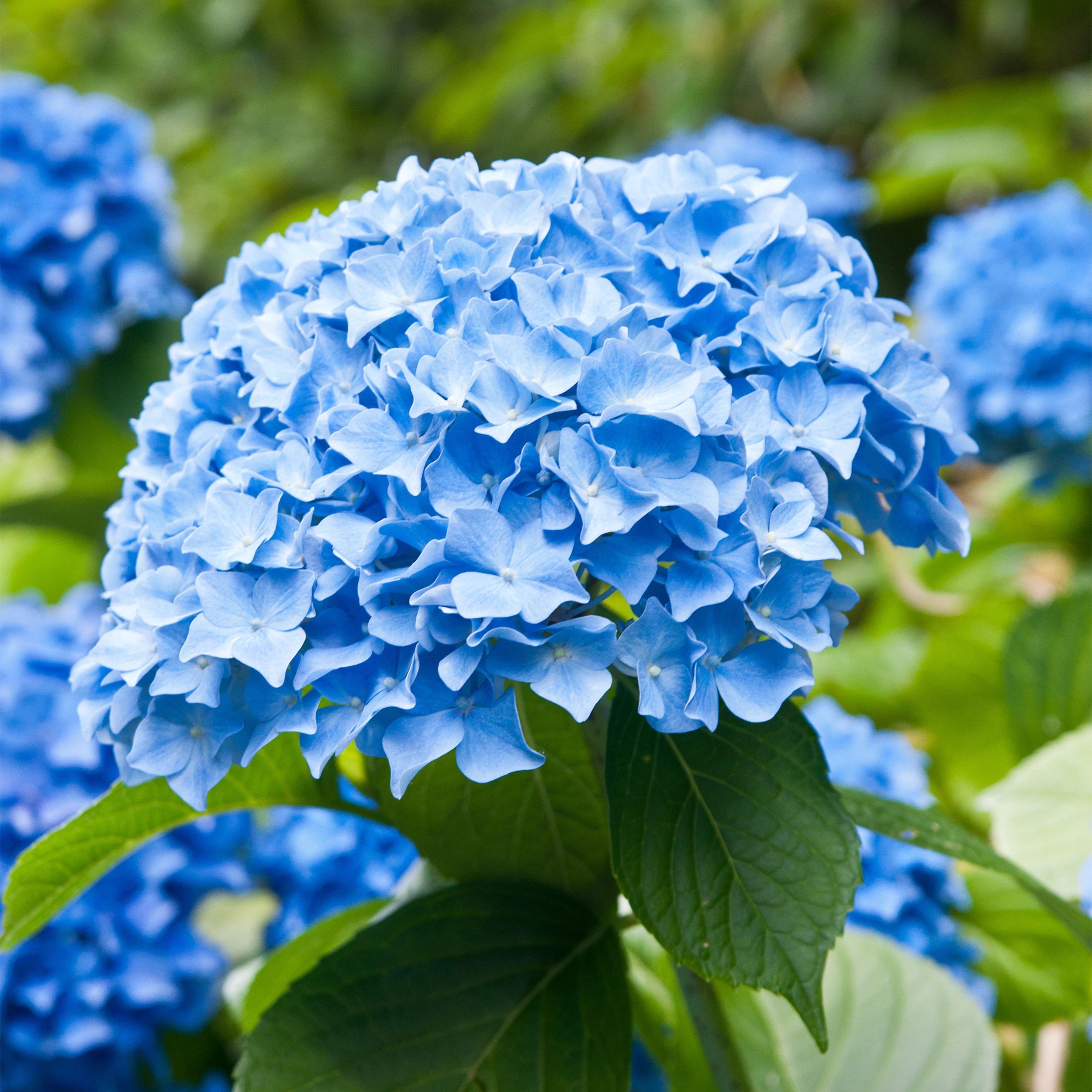 Hydrangea at Lowes.com: Search Results | Lowe's
