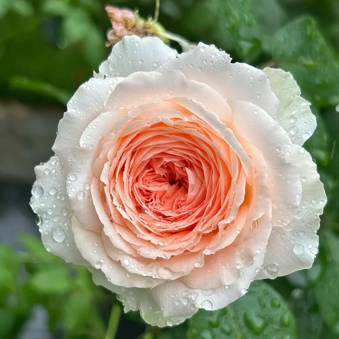 Bliss Parfuma Rose: Creamy Pink Apricot Floribunda - Etsy | Etsy (US)