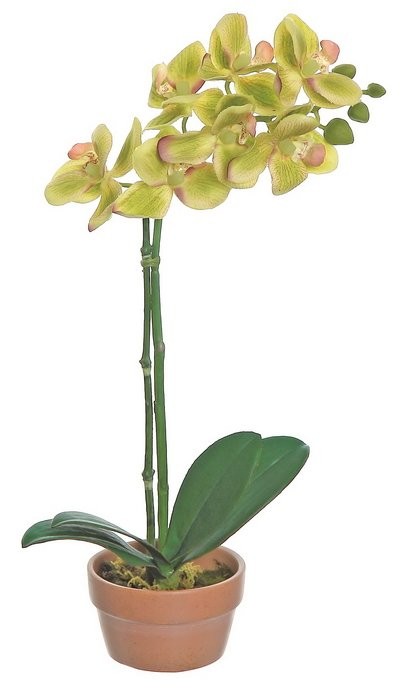 Mini Phalaenopsis Orchid Plant in Pot Color: Green | Wayfair North America