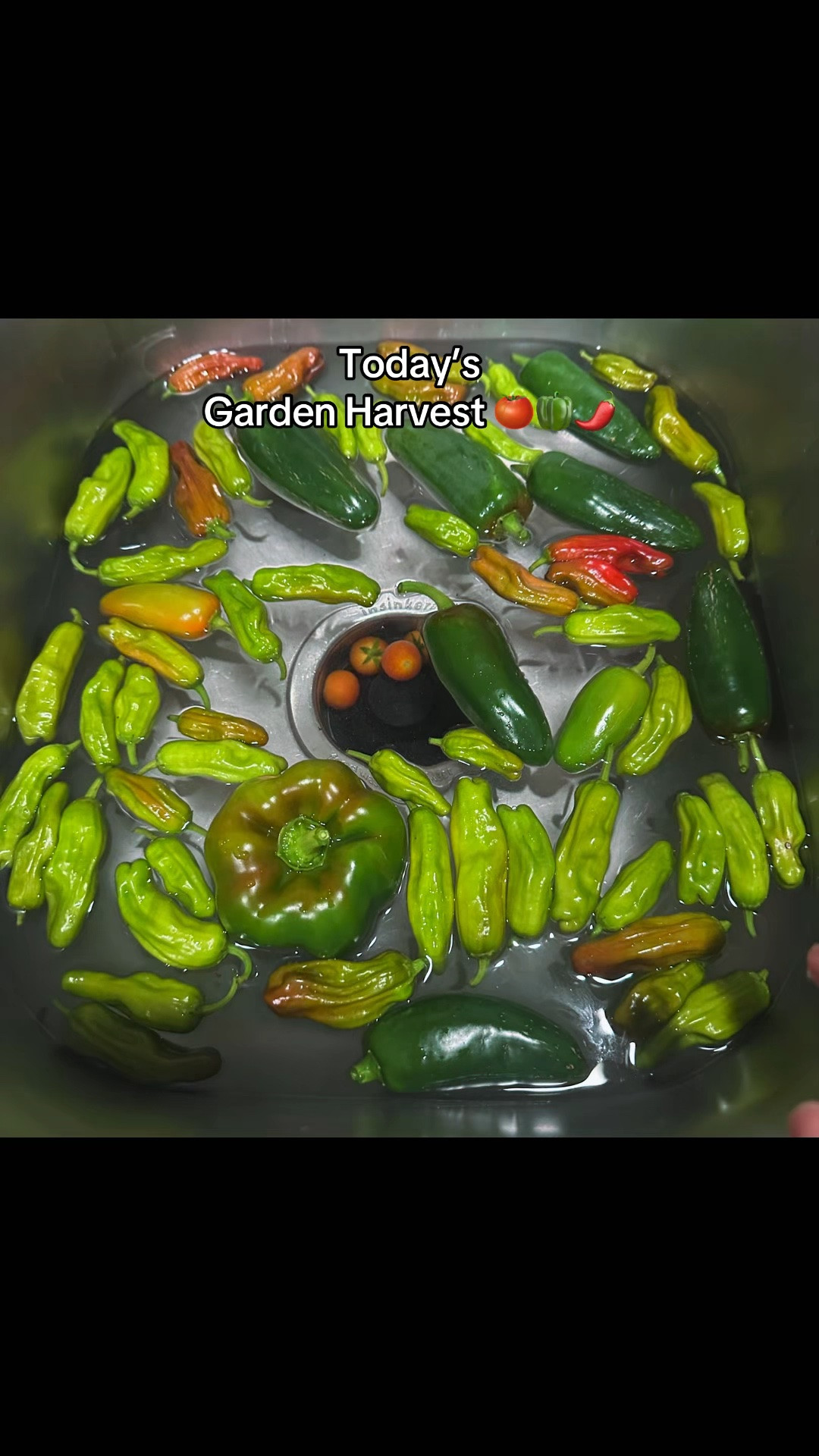 Today’s harvest brought a little extra joy. 🌱💚

Fresh jalapeños, shishito peppers, a bell pepper, and even a few cherry tomatoes straight from the garden. There’s something so rewarding about growing your own food and watching all that hard work pay off. ✨

One thing about me. I’m going to get excited every single time I harvest something! 😂🌶️🍅

What’s growing in your garden right now?

#GardenHarvest #HomegrownFood #BackyardGarden #TexasGardener #GrowYourOwnFood