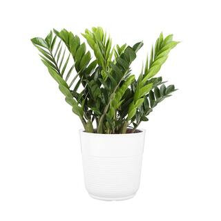 Costa Farms 10 in. ZZ in White Paradise Planter CO.3.ZC10.PARWHT | The Home Depot