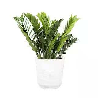 Costa Farms 10 in. ZZ in White Paradise Planter CO.3.ZC10.PARWHT | The Home Depot